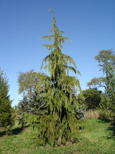 Nootka Weeping Cypress