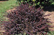 Royal Purple Barberry