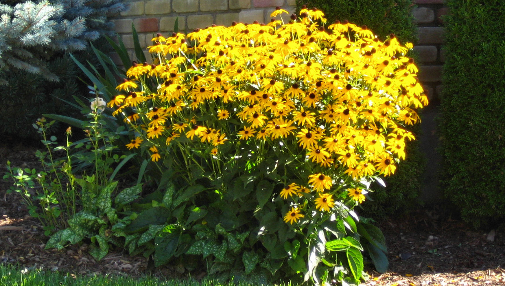 Blackeyed Susan