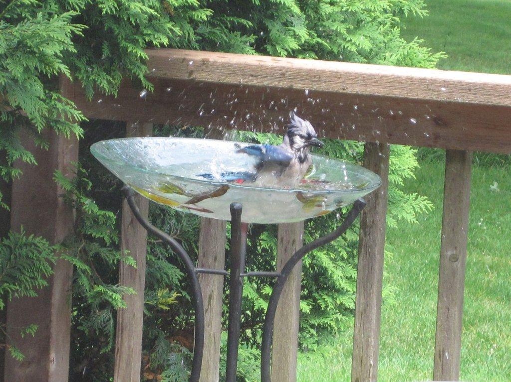 Hazel Blue Jay bathing