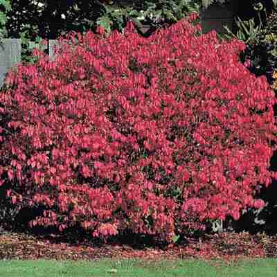 Dwarf Burning Bush