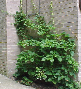 Climbing Hydrangea