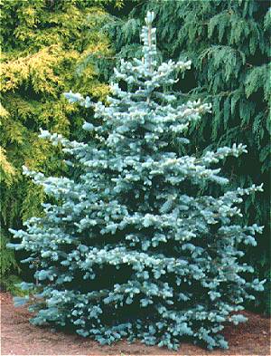 Colorado Spruce