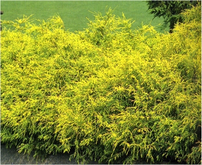 Golden Threadleaf False Cypress