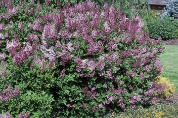 Dwarf Korean Lilac