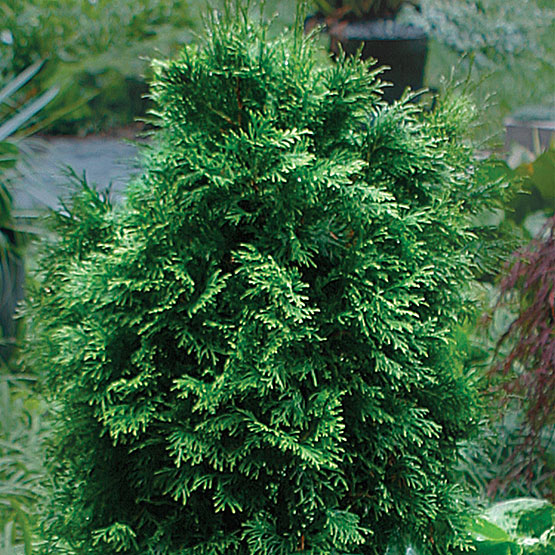 Emerald Cedar