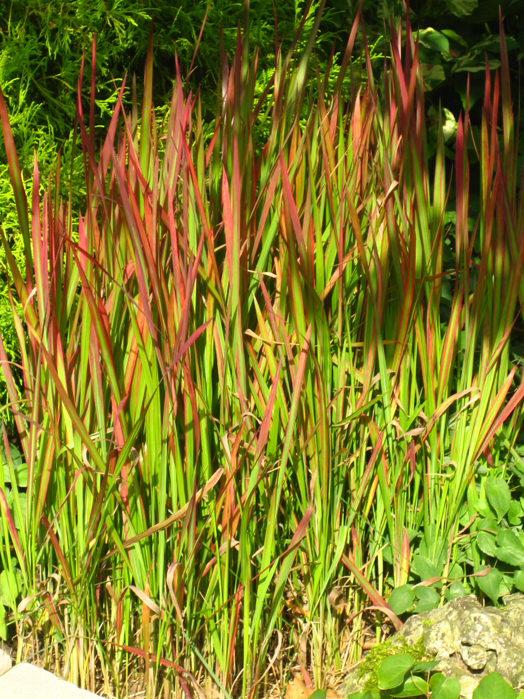 Japanese Blood Grass