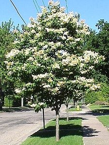 Ivory Silk Tree Lilac