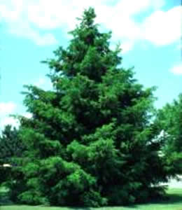 Norway Spruce