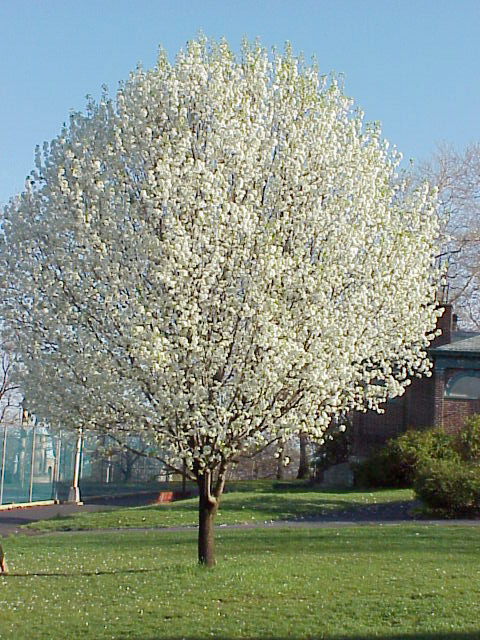 Bradford Pear