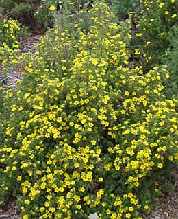 Potentilla