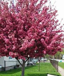 Profusion Flowering Crabapple