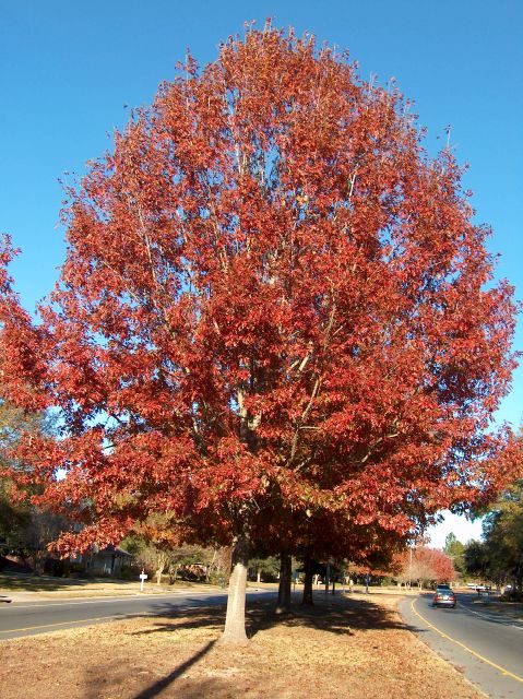 Red Oak