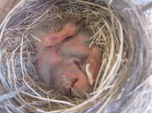 Newly hatched robins near June McKay's home