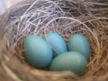 Robin eggs near June McKay's home