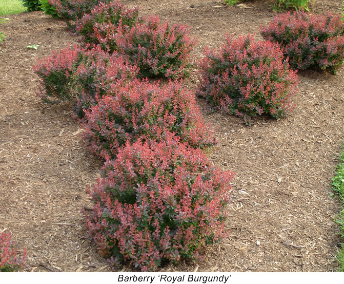 Ruby Glo Barberry