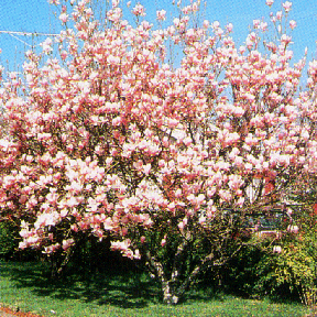 Saucer Magnolia