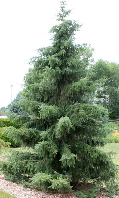 Serbian Spruce