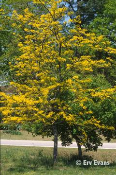 Sunburst Honeylocust