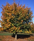 Superform Norway Maple