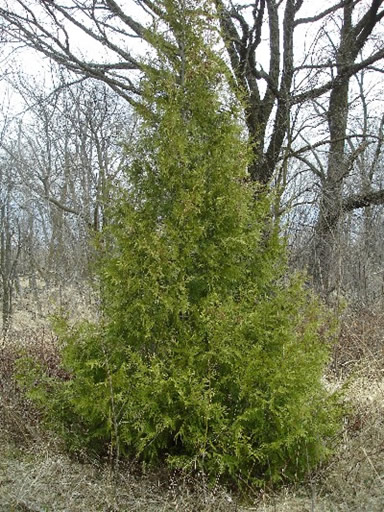 White Cedar