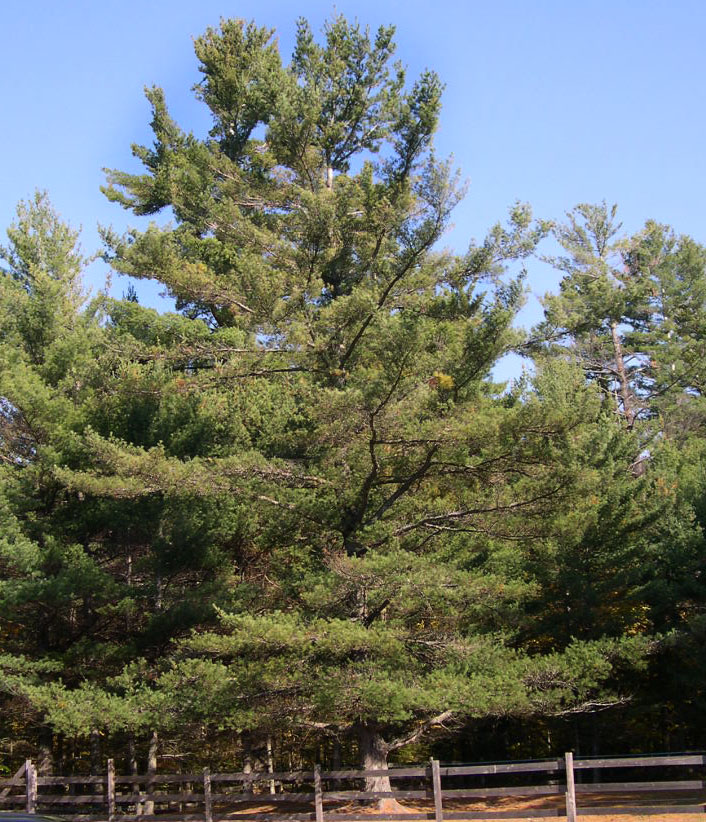 White Pine