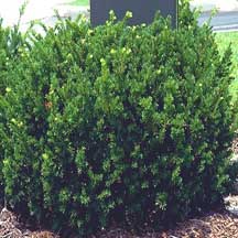 Dense Yew=