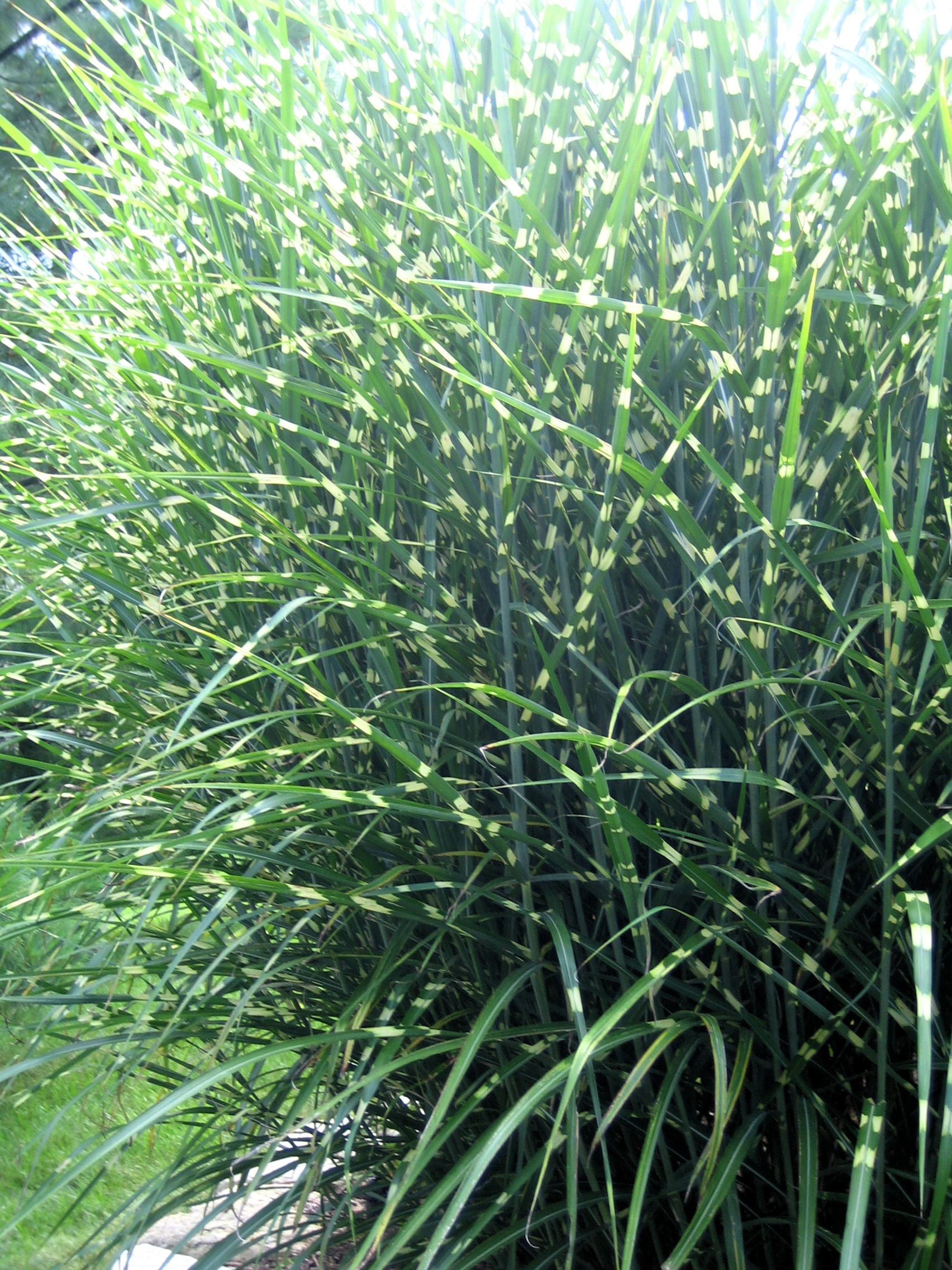 zebra grass